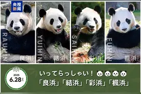 4只旅日国宝大熊猫终于归还中国！很多日本人哭了图片