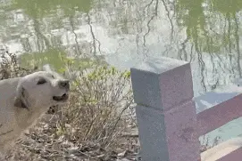 “撑不住了！”杭州小伙被狗追到跳河，结果……图片