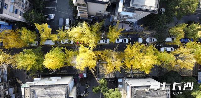 国庆巷变身“黄金走廊” 引众多游人打卡丨组图