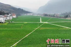 贵州桐梓：“高标+产业+服务”加快推进农业现代化图片