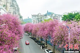 广西柳州：洋紫荆花开满眼春 半城鲜花半城楼图片