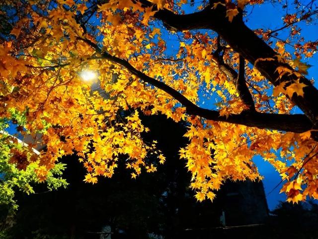 秋天的陇南，有什么好看的？