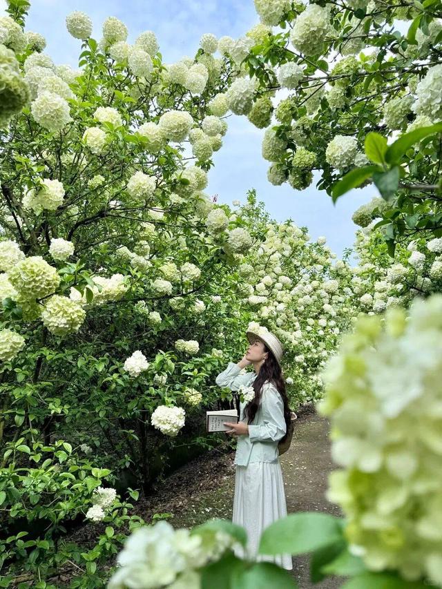 清明小长假，一起来打开成都温江的4种踏青方式