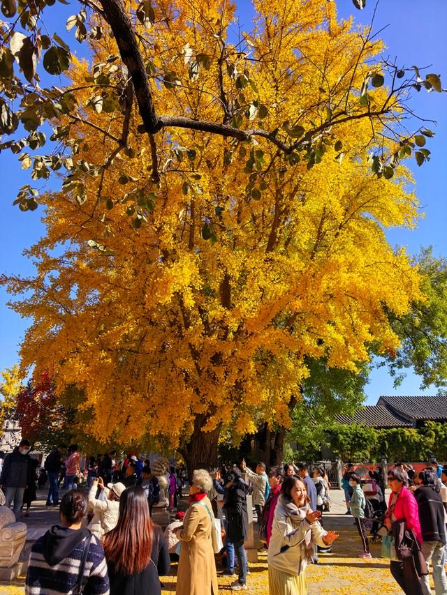 万里无云，阳光正好！周末到公园欣赏北京的秋