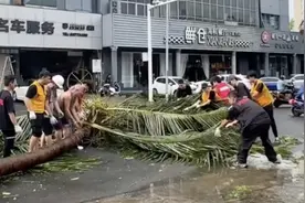 台风“摩羯”过境，海南多处大树倒伏！急缺电锯抓木机等工具图片