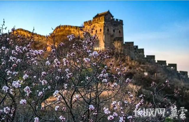 长城观察丨河北：融合多元业态 清明“赏花经济”热力全开