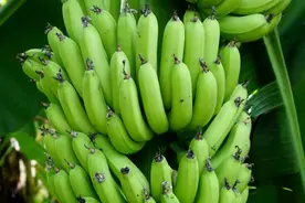 科研人员发布首个三倍体栽培香蕉T2T参考基因组图片