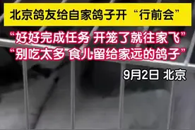 和平鸽迷路未归引担心，信鸽协会回应：鸽子落水后捞起即可，回不了家的情况极为个别图片