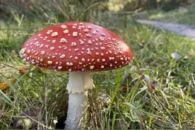 警惕野生蘑菇中毒，勿做“菇勇者”图片