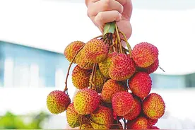 陵水：为早荔品牌注入新能量图片