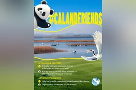 Crane老友记｜一组英文海报带你认识丹顶鹤“加利福尼亚”的好朋友们图片