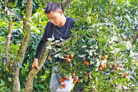 黄田荔枝大减产 难觅漫山遍野红图片