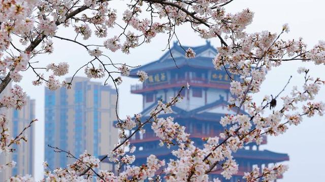 美翻了！天门最美樱花大道浪漫上线