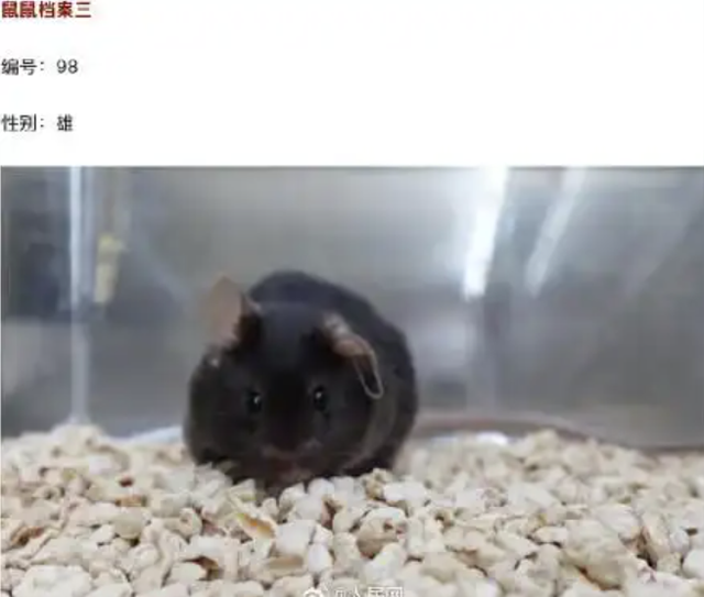 4只鼠鼠档案大公开！揭秘中国空间站“鼠航天员”，实验首选为何是它们？