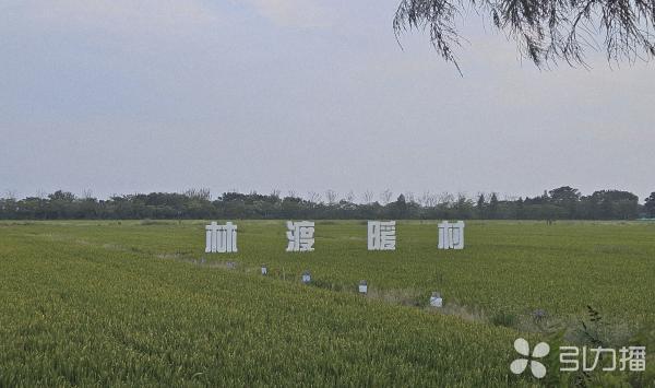 风吹稻浪、童趣盎然！乡村游解锁长假慢生活