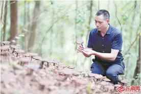 这株“仙草”这样进入寻常百姓家图片