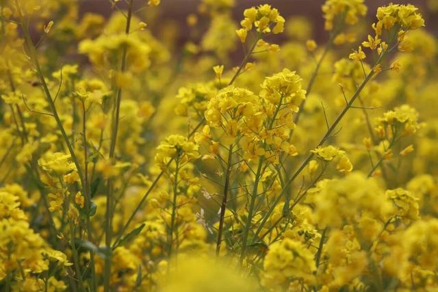 春日盛景！元氏县万花山油菜花进入盛花期
