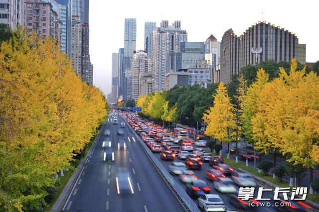 芙蓉路变身“金色大道”｜组图