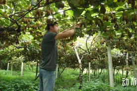 种植面积全国第三、全省第一，修文猕猴桃好吃背后的科技与狠活图片