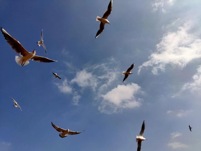 威宁:绘“人鸟共生”幸福新蓝图