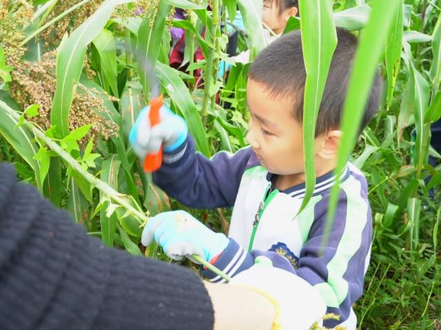 粉丝问爆了！南充研学去哪？来这里解锁 “好玩又涨知识” 的新体验