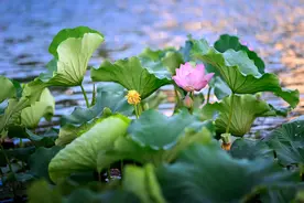 南漳：荷花盛开 美在当“夏”图片