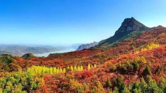 待天晴，看洛阳漫山姹紫嫣红→