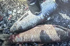 鱼塘门票上千元，钓到“标鱼”最高兑换2万，其实是新型赌场图片