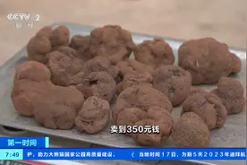 味美价高供不应求，云南姚安黑松露大量上市！每公斤超400元→图片