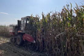 关注秋收|秸秆深翻入田园　打造生态“吨粮田”——陕西西安秋收见闻图片