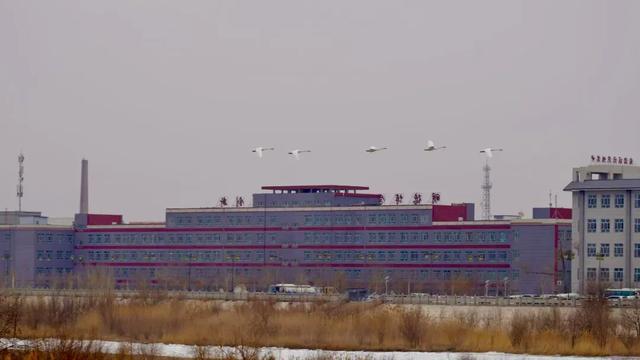 焉耆风光丨生态馈赠——野生天鹅来焉耆开都河“做客”