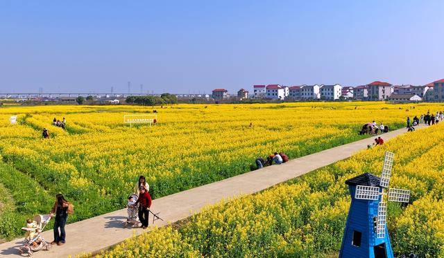江西南昌：游客漫步于金色花海间