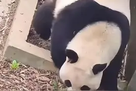 打针打瘸大熊猫一条腿？动物园：确有扎错腿部神经可能！图片