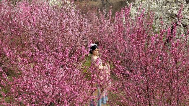 踏浪寻春！邹平临池梯田花海美出圈