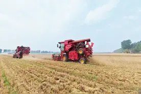 走向世界的通州金种子丰收了图片