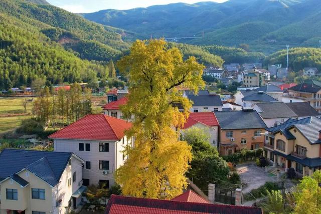 美爆了！余杭银杏打卡地出炉