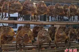 “东升豚”叩开致富门 江西彭泽特色养殖激发乡村发展活力图片