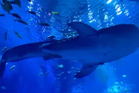 成都一海洋馆鲸鲨被曝死亡，相关部门：确已离世，已取样检测死因图片