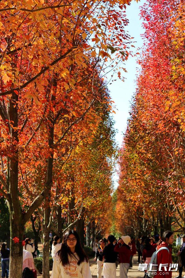 枫叶红了，湖南农大红枫大道成打网红打卡地｜组图