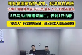 济南长清区韩某花3万元先后买了6只野生画眉鸟、5只鸟儿相继撞笼而亡，仅剩1只活着。 “爱鸟人”韩某现已被捕，相关涉案人员均被抓获#野生画眉鸟图片