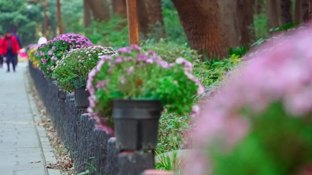 杨浦秋韵正浓 2025年上海菊花展闭幕倒计时！错过就要等明年！