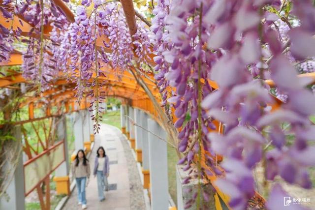 梦幻四月！福州紫藤花廊上线