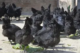 陕西靖边：立足特色产业，书写致富故事！图片