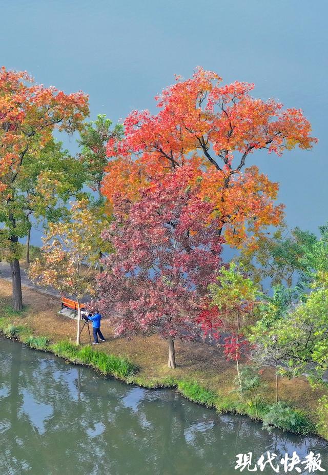 陆游笔下的乌桕红，在南京月牙堤美成了诗