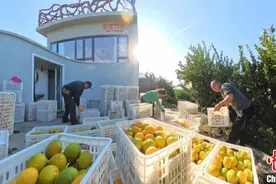 浙江庆元：2万余亩甜桔柚迎丰收图片