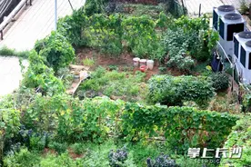 “屋顶菜园”滋生蚊虫，住户盼相关部门介入处理图片