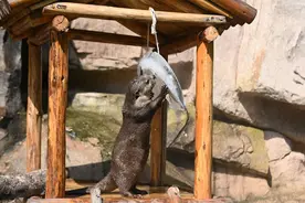 水獭玩冰块、河马吃西瓜、老虎泡澡……深圳野生动物园有这些“消暑利器”图片