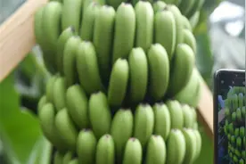 “禁止蕉绿”，谐音梗水果怎么火了？图片