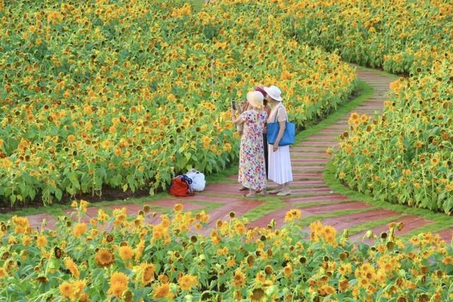 南宁秋日赏花攻略，带你一键解锁这份限定版的秋花图鉴！