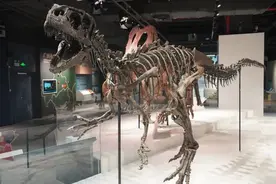 最新恐龙发现，就在天河→图片